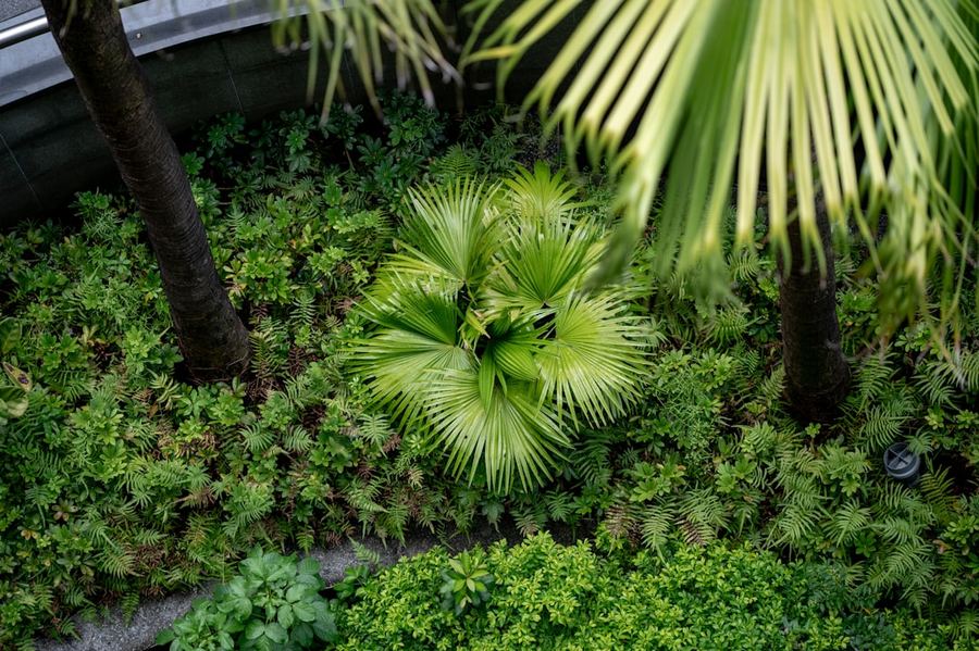 Tropical gardens
