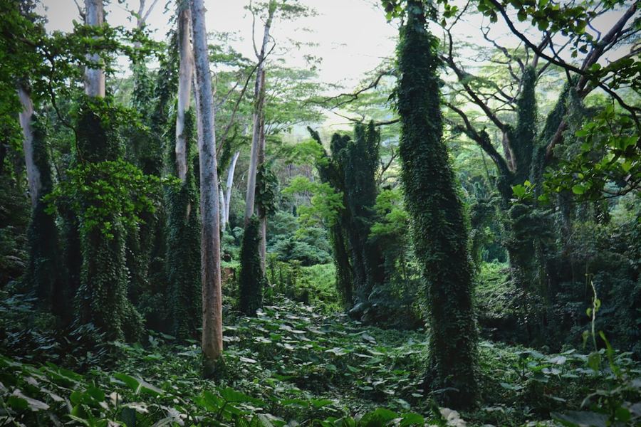 Manoa Falls dropping through lush rainforest